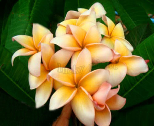 Plumeria coupons