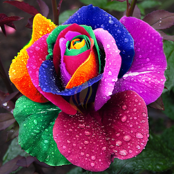 1 Professional Rose, 400 seeds / pack, Rainbow Rose, Different Colors Available (400 seeds / color)