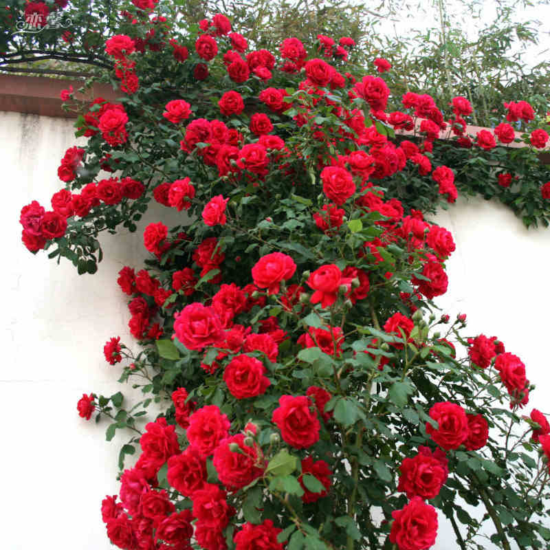2017 hot sell50 red rose tree seedsgorgeous bright colored beautifuldiy home garden potted easy to grow - Trees For Home Garden 2017 hot sell50 red rose tree seedsgorgeous bright colored beautifuldiy home garden potted easy to grow - Trees For Home Garden