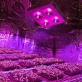 DE CA US Stock Full Spectrum 800w COB Led Grow Light 90 Degree Reflector Cup Medical