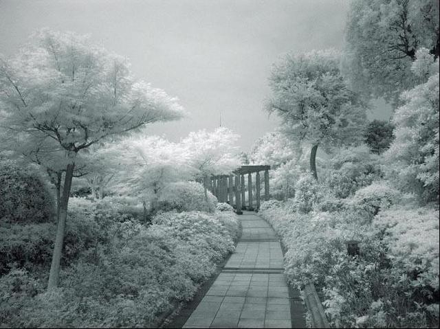IR FILTER PICTURE (3)
