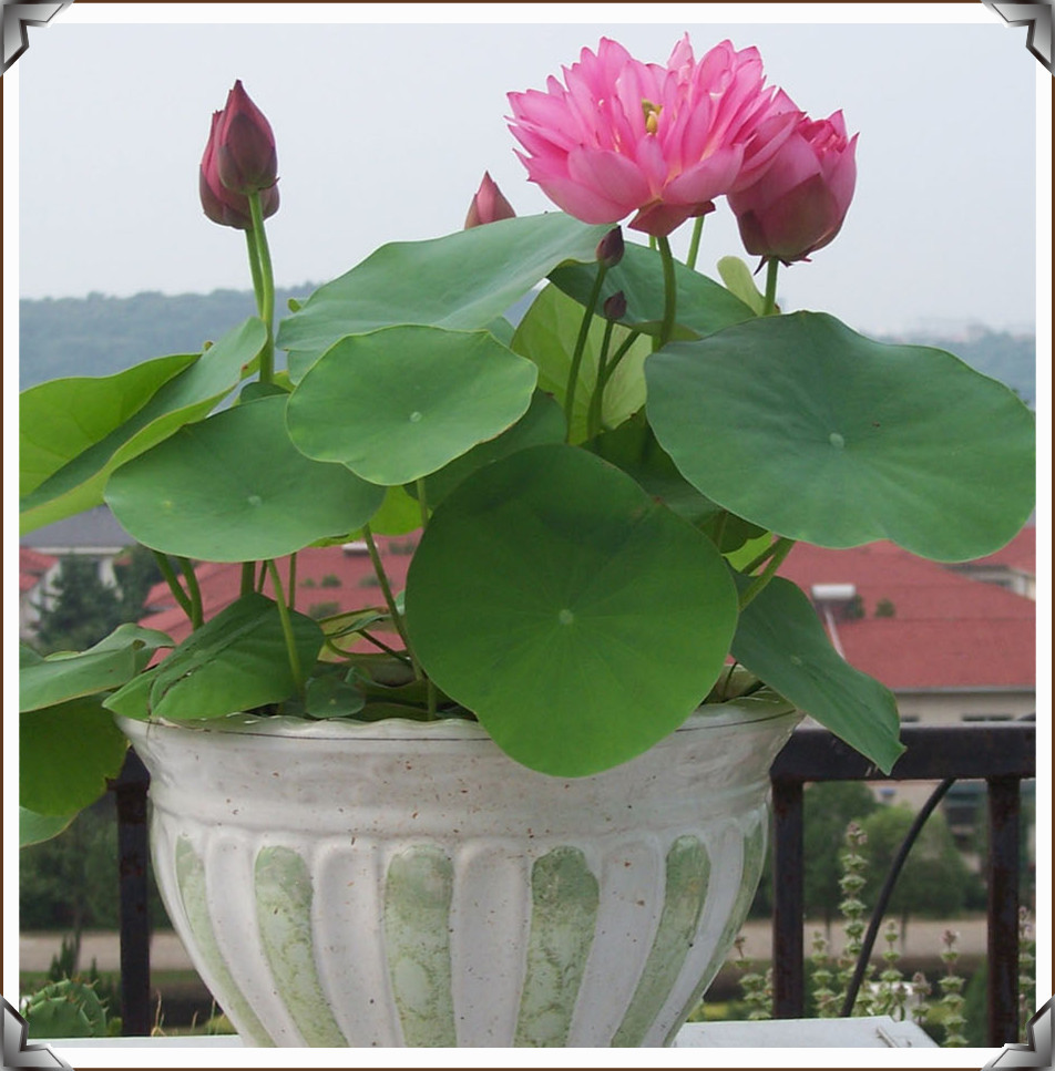 (10 seeds) Bonsai Lotus Flower Seeds for Home & Garden Aquarium Plants