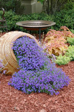 100 Rock Cress Aubrieta Cascade Purple FLOWER SEEDS Deer Resistant Superb perennial ground cover flower seeds