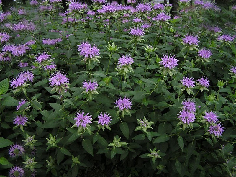 200 pcs Hot Sale Mint Seeds Balcony Potted Mint Beautiful Aromatic Plant Vegetable Seeds Air Purification Plant Seeds 200 pcs Hot Sale Mint Seeds Balcony Potted Mint Beautiful Aromatic Plant Vegetable Seeds Air Purification Plant Seeds