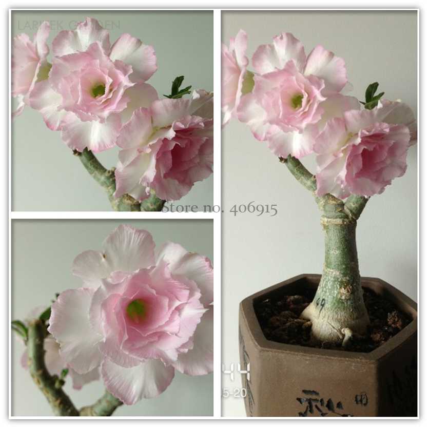 Heirloom Light Pink Adenium Obesum Desert Rose Seeds, Professional Pack, 2 Seeds, double petals E3550
