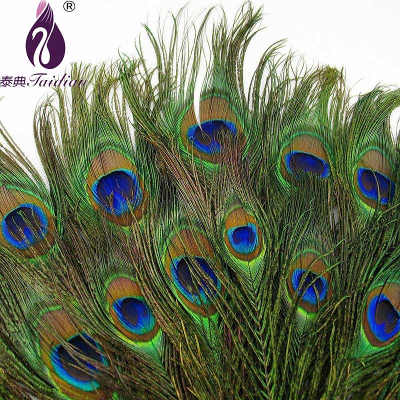 peacock Natural high quality hot sale feather plumage plums