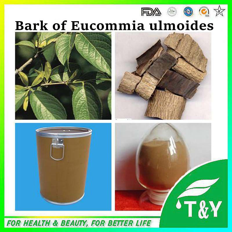 Natural Herb Eucommia Ulmoides Extract / Eucommia Bark Extract chlorogenic Acid