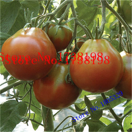 Milk red tomato seeds cherry tomatoes tomato seeds organic fruits and vegetables 20 Seed particles