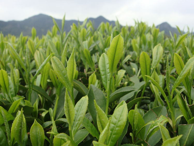 250g early spring tea Huangshan Maofeng tea 2015 Fresh green tea Yellow Mountain Fur Peak Free