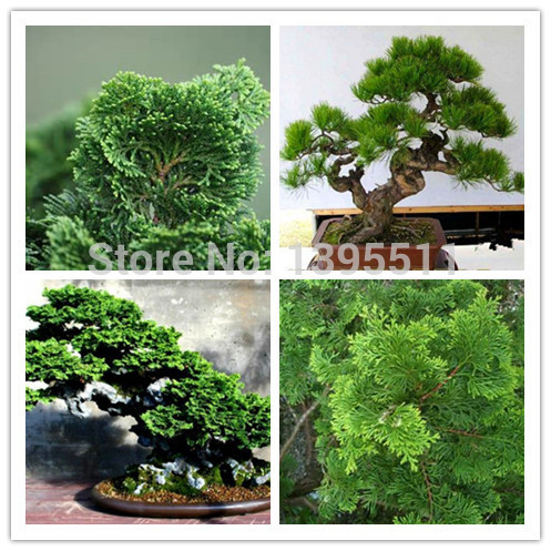 10 bonsai tree seeds rare Incense Cypress Seeds A...