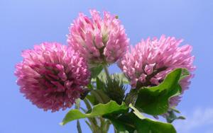 Red Clover Extract (Herbal Extract) Isoflavone 8%