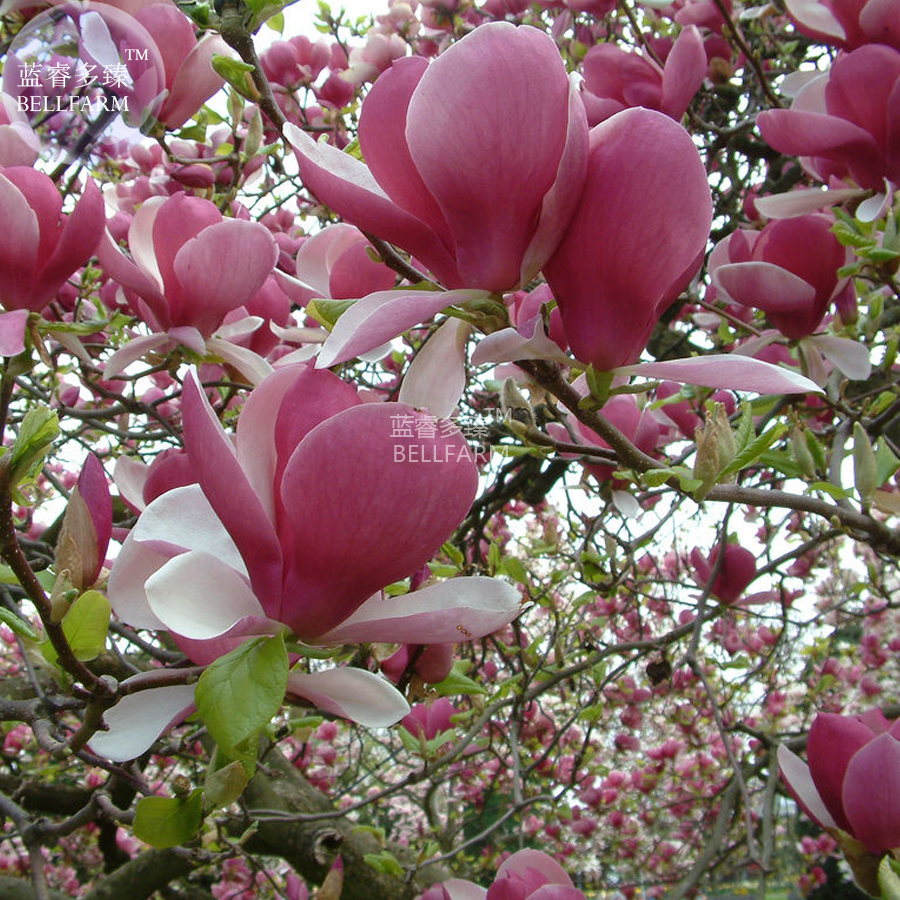 Popular Yulan MagnoliaBuy Cheap Yulan Magnolia lots from China Yulan