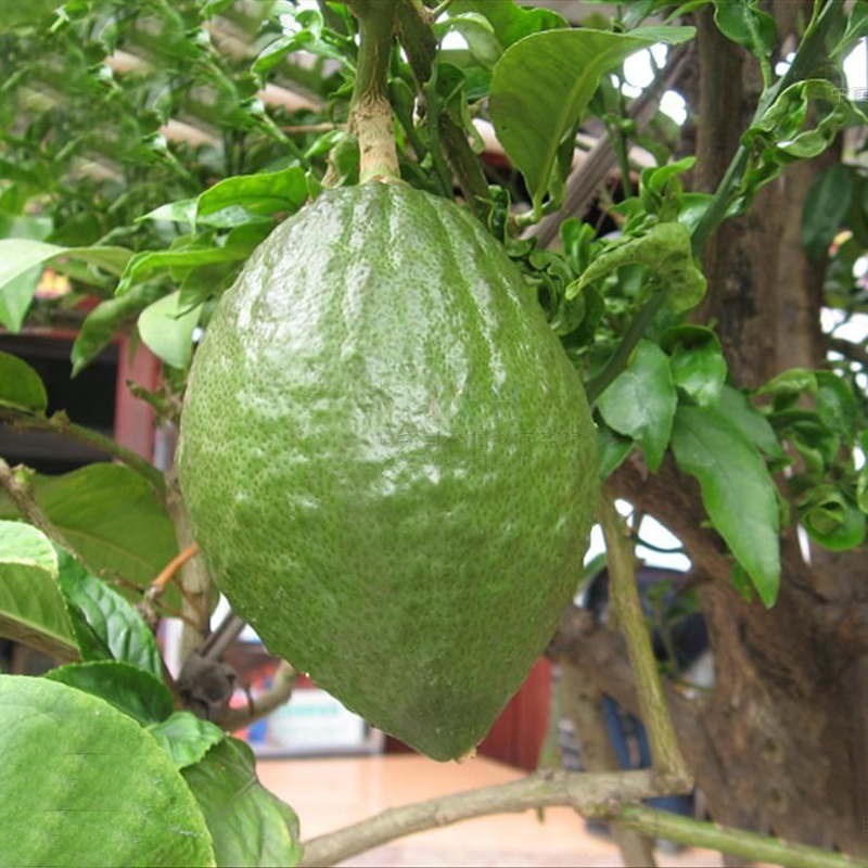 A Package 50 PCS Green Lemon Seeds Fruit Garden Terrace Seed Orchard Farm Family Potted Bonsai