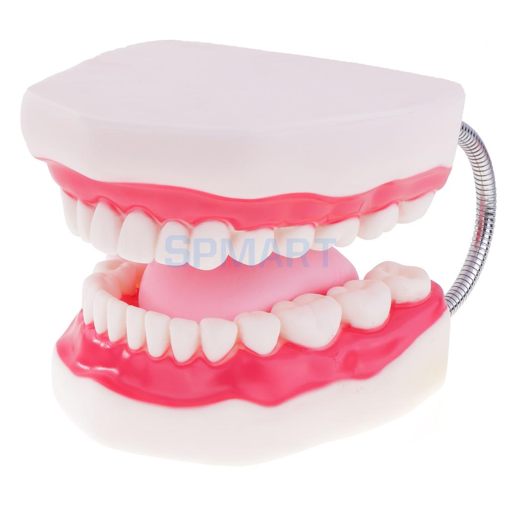 1 1 Menschlichen Mund Zähne Modell mit Zahnbürste Zahn Pflege Lehrschule 
