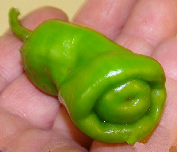 Penis-Chill-Red-Hot-Peter-Pepper-seeds-2