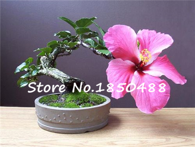 On Sale 200pcs Hibiscus seeds 24kinds HIBISCUS ROSA SINENSIS Flower seeds hibiscus tree seeds for flower