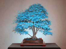 20 bonsai blue maple tree seeds Bonsai tree seeds. rare sky blue japanese maple seeds Balcony plants for home garden