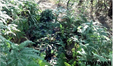 Новый камуфляж 3D одну охота маскировочной сеткой костюм Ghillie костюм бионический спортивный костюм бесплатная доставка