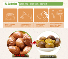  Snacks specialty snack nuts chestnut Chinese chestnut chestnuts kernels 68g hardback without adding green food