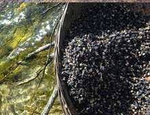 Hot sale Super wild black goji berry Health tea berries berry xinjiang wolfberry medlar bags 100g