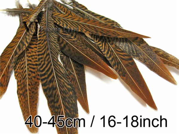 Golden Pheasant Tail Feathers01