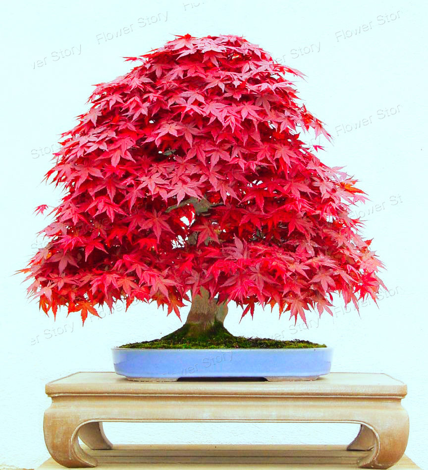 Buy 50 Seed Japanese Maple Bonsai Tree Red Maple