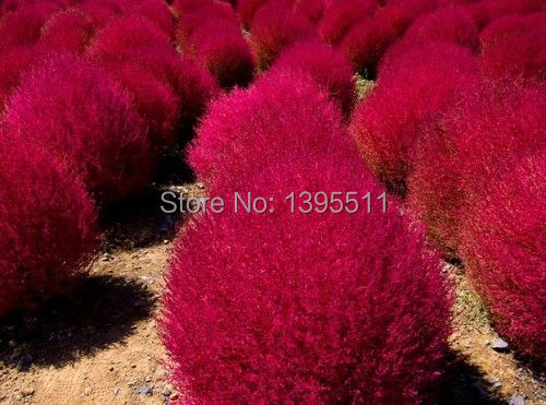 aliexpress com buy grass seeds perennial 300pcs grass burning bush kochia scoparia seeds red aliexpress com buy grass seeds perennial 300pcs grass burning bush kochia scoparia seeds red