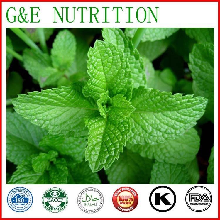 100% natural herbal extract Mint Extract