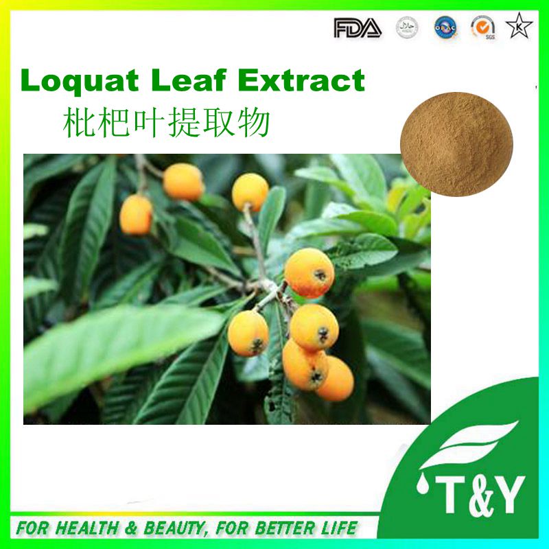 Hot Sale GMP Certificate 100% Pure Natural Loquat Leaf Extract in Herbal Extract 800g/lot