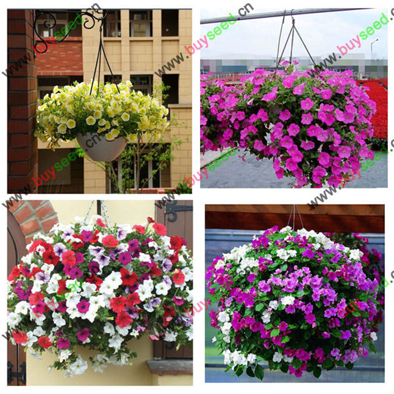 Free shipping flower seeds plant hanging petunia balcony 50 .
