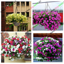 free shipping Flower seeds plant hanging petunia seeds balcony 50 -200 pcs