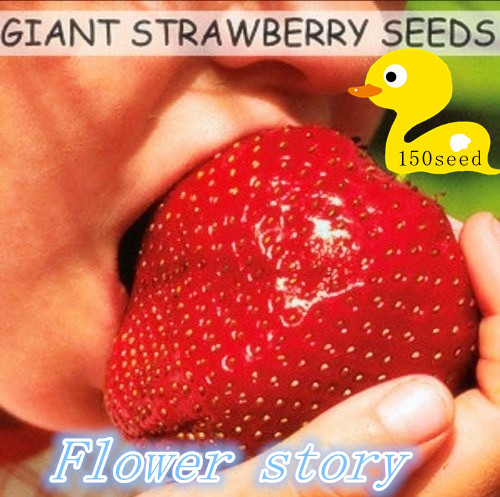 Гаджет  1 Pack 150 Seeds Super Giant Strawberry Fruit Seed   perfume bonsai home & garden,home decor None Дом и Сад