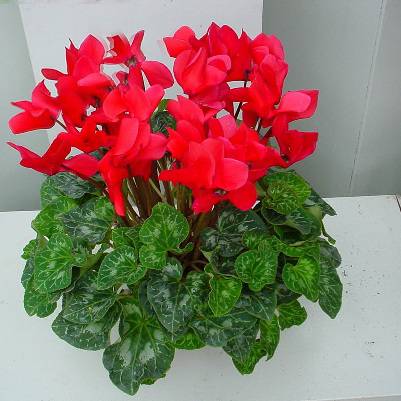 Red Cyclamen Flower Seeds Perennial Flowering Plants