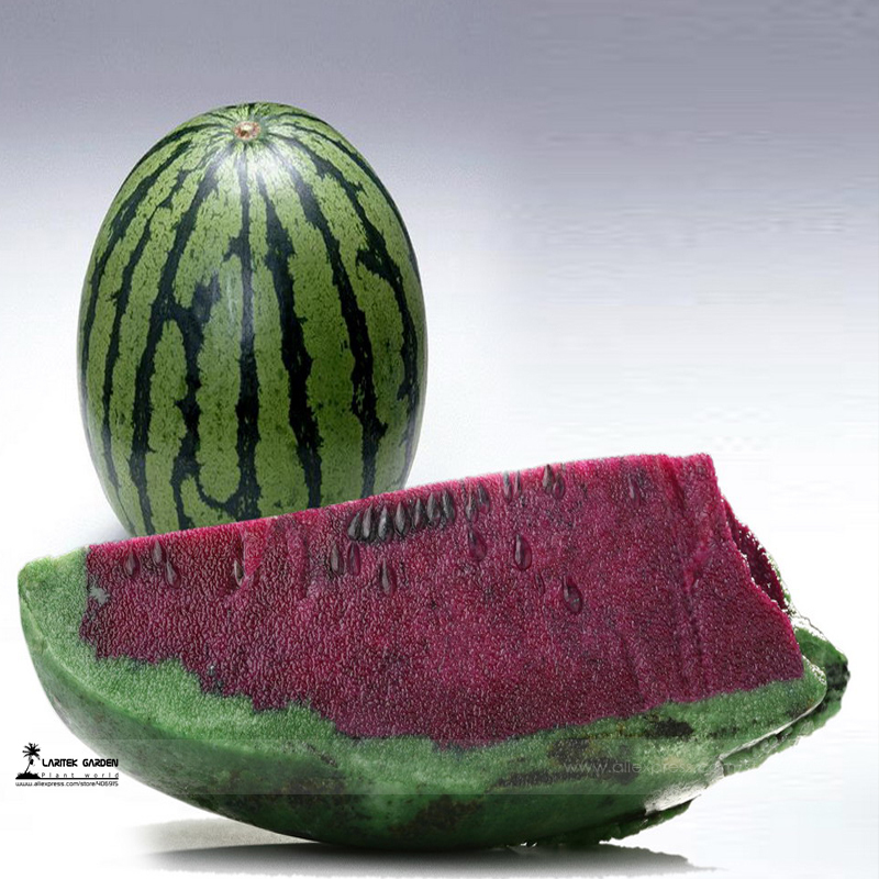 Green Skin Purple Inside Sweet Big Watermelon F1 