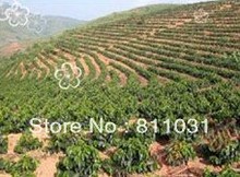 Hot selling 1000g 2 lb Green coffee beans China YUN NAN small coffee beans Free shipping