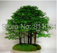 metasequoia bonsai for sale