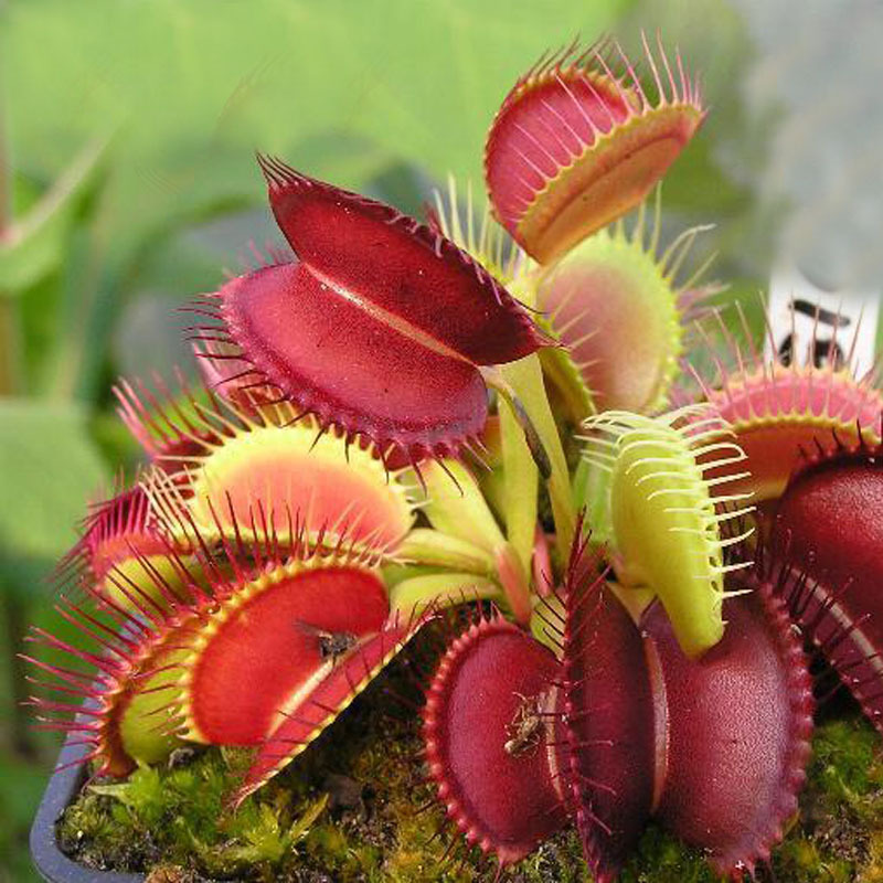3 category Flytrap Seed Bonsai Potted Dionaea Muscipula Plant Seed Terrace Garden Carnivorous Plant Seed 1