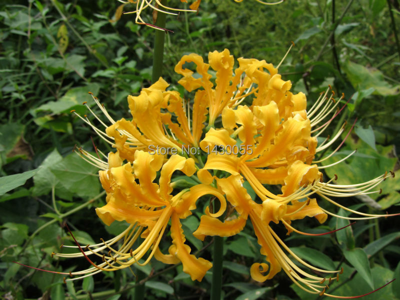 Free shipping flower bulbs deep yellow Lycoris blubs 3pcs/bag Spider