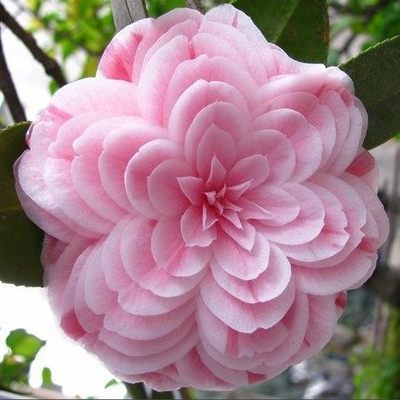 50 pieces bag Camellia seeds Camellia flowers seeds 24kinds color for chose Free Shipping