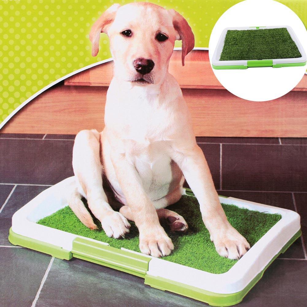 Dog pee trays