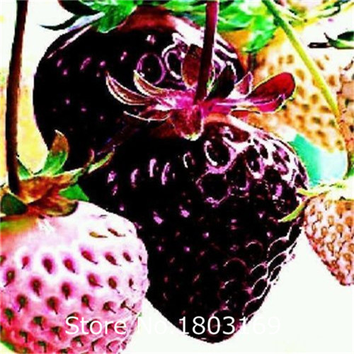 flores jardim perenes:Bonsai jardim Seeds 250pcs variedades de sementes de flores perenes flores jardim perenes:Bonsai jardim Seeds 250pcs variedades de sementes de flores perenes