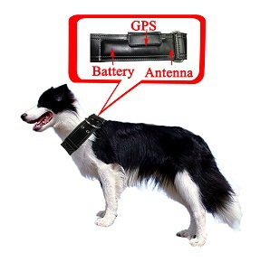      gsm / gps gprs      tracker-     pet gps    /   