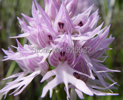 Orchis italica seeds Pyramid monkey orchid Italian man orchid Home Garden Bonsai Balcony DIY 100PCS seeds