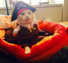 whimsy!Free shipping so funny Modelling of the pirates Pet cat dog Dress suit clothes + hat