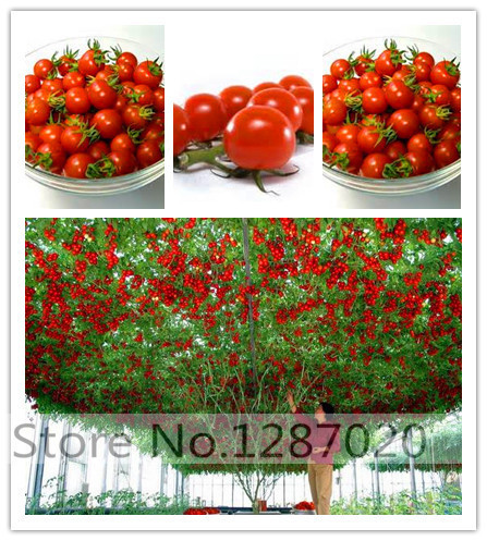100 climbing tomato tree Seeds and 300 quality climbing strawberry seeds fruit and vegetable seeds buy