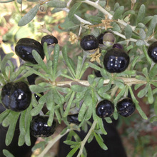 300 Grams Black Wolfberry Berry Health Tea Goji Berries Medlar In The Herbal Tea Anti Aging