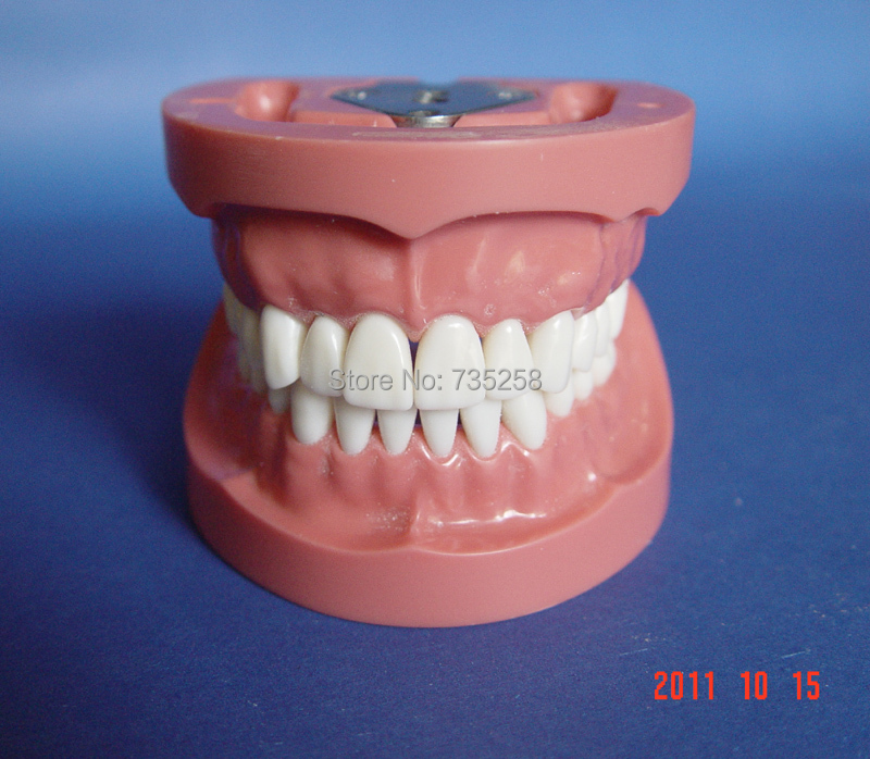 Preparation of Dental Practice Model,Tooth Model,32 Teeth Model