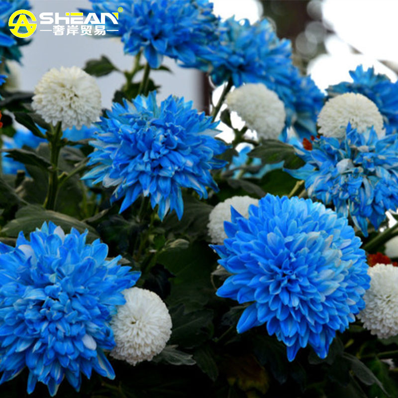 100 pcsbag Rare Blue White Color Chrysanthemum Seeds Chrysanthemum