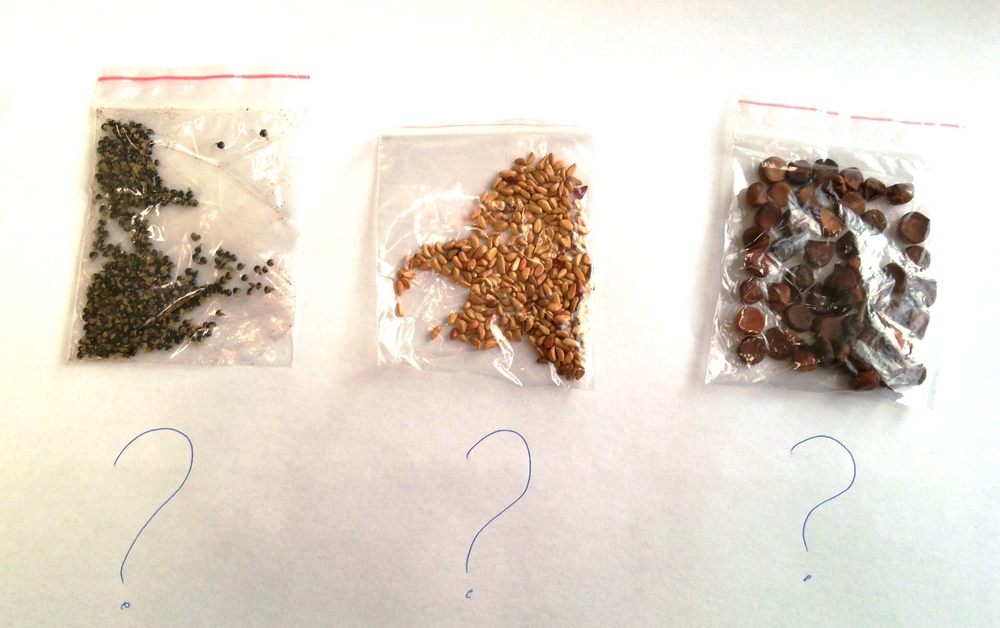 Купить ВЫСОКАЯ - КЛАСС БОНСАЙ, КРАСОЧНЫЕ ГИМАЛАЙСКИЕ СЕМЕНА ОРХИДЕЙ, 20 ...